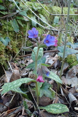 Pulmonaria affinis