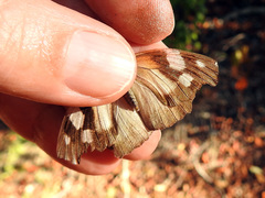 Libytheana motya
