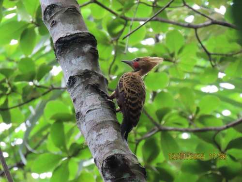 Ochre-backed Woodpecker