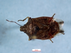 Podisus brevispinus