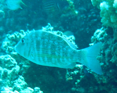 Lethrinus obsoletus