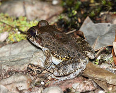 Leptodactylus rugosus