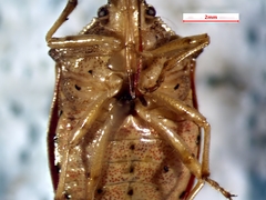 Podisus brevispinus