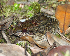 Leptodactylus rugosus