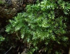 Plagiothecium nemorale