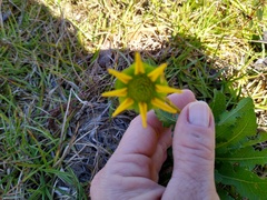 Silphium compositum