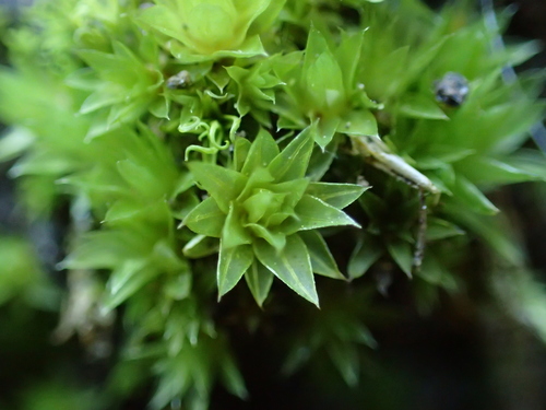Image of Don's Thread-Moss (Ptychostomum donianum) by (c) George Greiff, some rights reserved (CC BY)