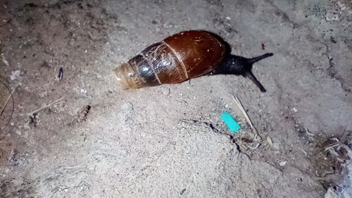 Rumina decollata