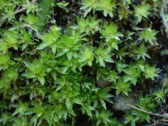 Ptychostomum donianum