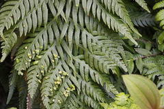Woodwardia prolifera