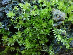 Ptychostomum donianum