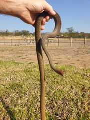 Psammophis mossambicus