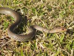 Psammophis mossambicus
