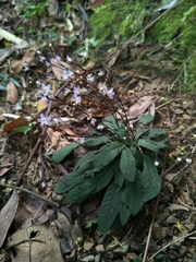 Staurogyne concinnula