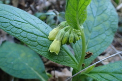 Symphytum tuberosum