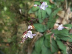 Staurogyne concinnula