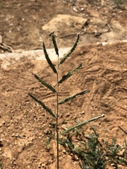 Urochloa mosambicensis