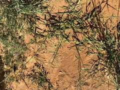 Urochloa mosambicensis