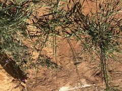 Urochloa mosambicensis