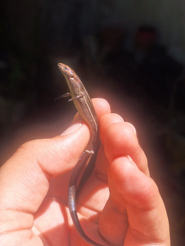 Lampropholis delicata observed 2026-04-19