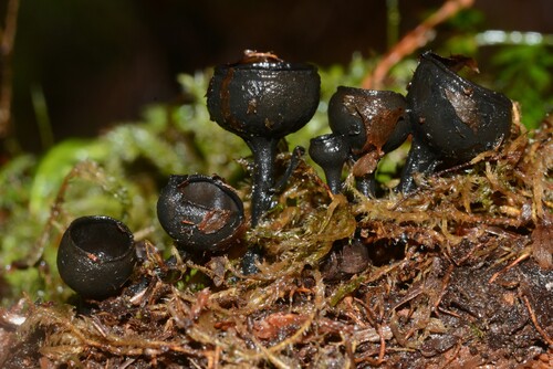 Donadinia nigrella, 2026-04-03