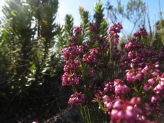 Erica rhopalantha