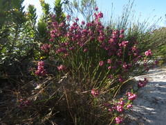Erica rhopalantha