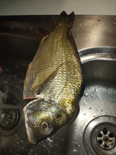 Acanthopagrus australis