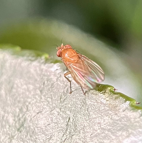 Homoneura unguiculata, 2026-04-21