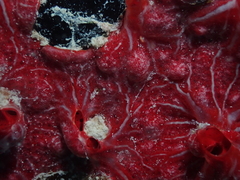 Monanchora clathrata