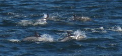 Delphinus