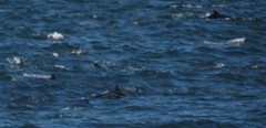 Delphinus