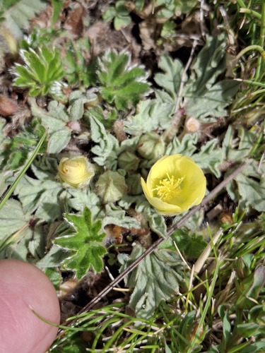 Acaulimalva weberbaueri (Acaulimalva weberbaueri)