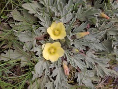 Weberbauer's mallow (Acaulimalva weberbaueri)