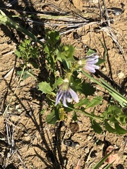Scaevola humilis