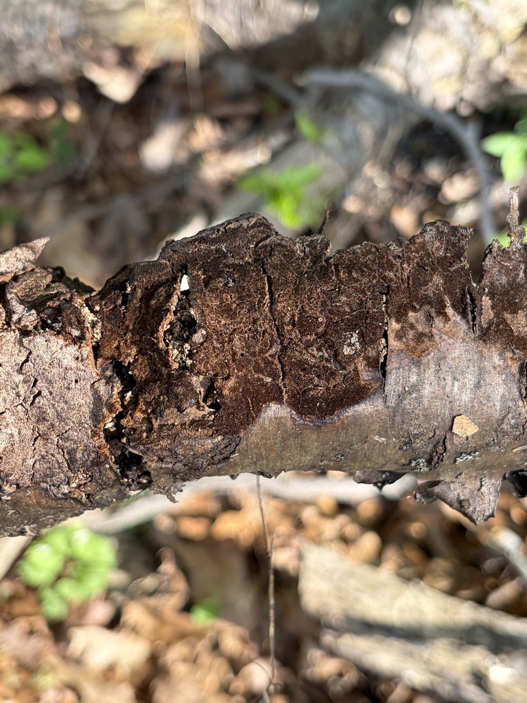 Hydnoporia olivacea · April 2026 · photo: © julietrav24 (iNaturalist, cc-by)