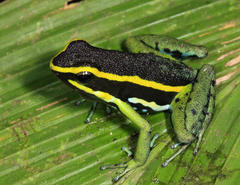 Three-Striped Arrow-Poison Frog photo 2