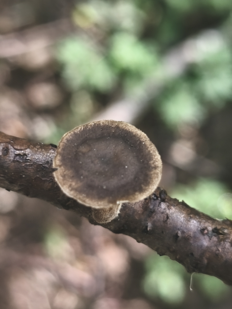 Lentinus brumalis · April 2026 · photo: © mycototor (iNaturalist, cc-by)