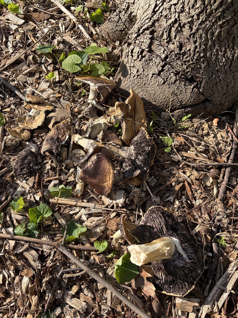 Stropharia rugosoannulata · April 2026 · photo: © julietrav24 (iNaturalist, cc-by)