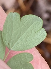 Thalictrum macrostylum