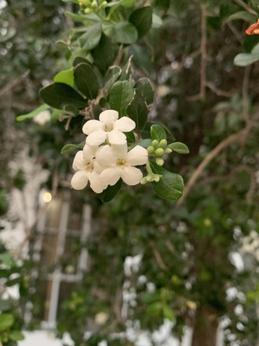 roble de guayo