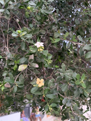 Bourreria virgata, photograph 2
