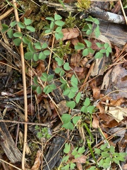 Thalictrum macrostylum