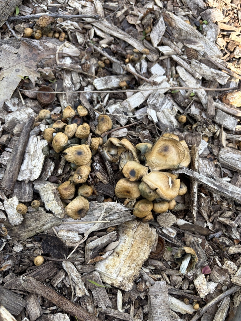 Psilocybe ovoideocystidiata · April 2026 · photo: © julietrav24 (iNaturalist, cc-by)