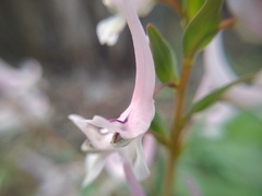 Corydalis glaucescens