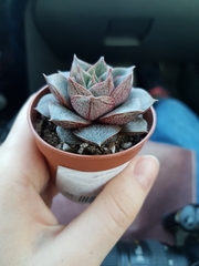 Echeveria purpusorum