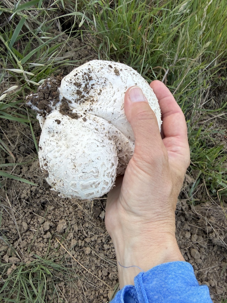 Calvatia booniana · April 2026 · photo: © irinamitine (iNaturalist, cc-by)