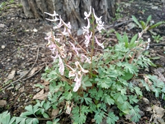 Corydalis glaucescens