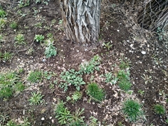 Corydalis glaucescens