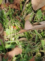 Hermeuptychia canthe